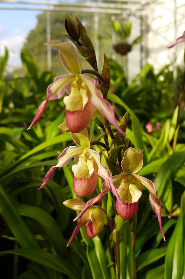 <i>Phragmipedium</i> Sedenii gx