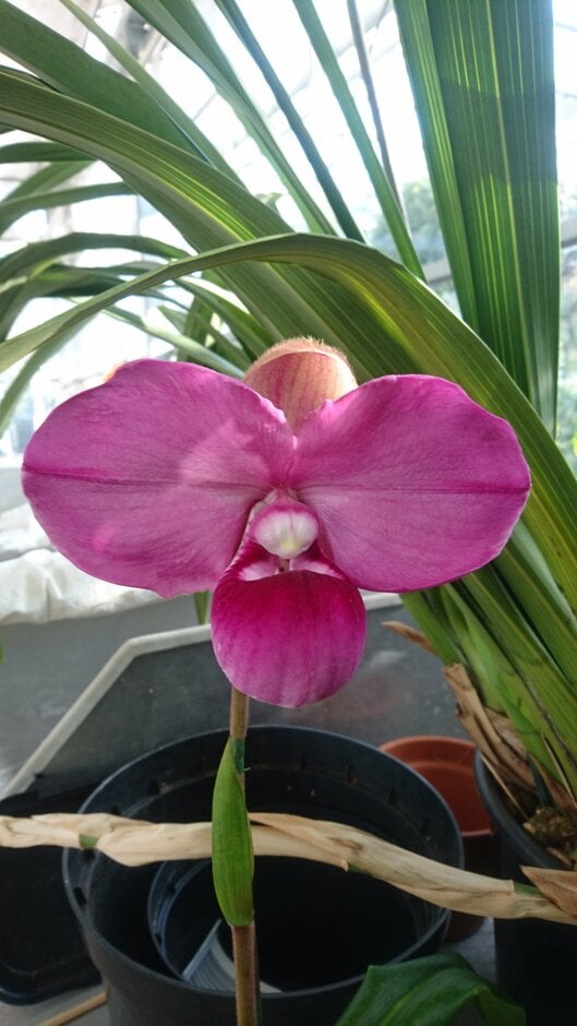 <i>Phragmipedium</i> <i>kovachii</i>