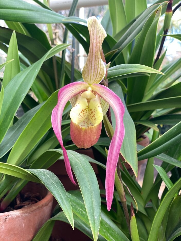 <i>Phragmipedium</i> <i>pulchellum</i>