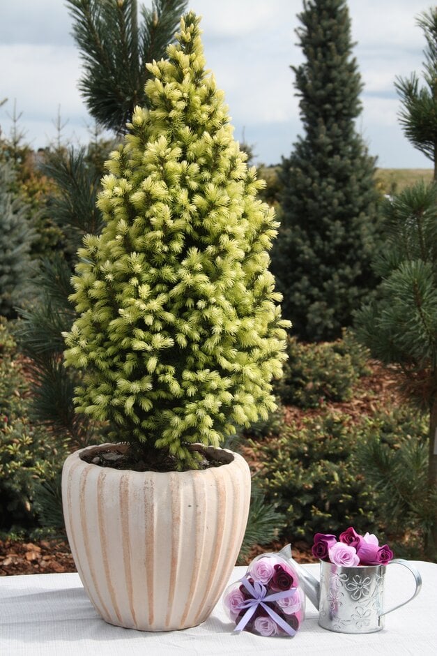 white spruce 'Sun on the Sky'