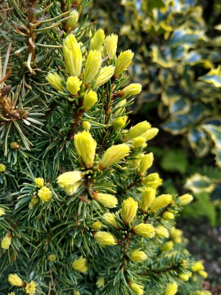 white spruce 'Sun on the Sky'