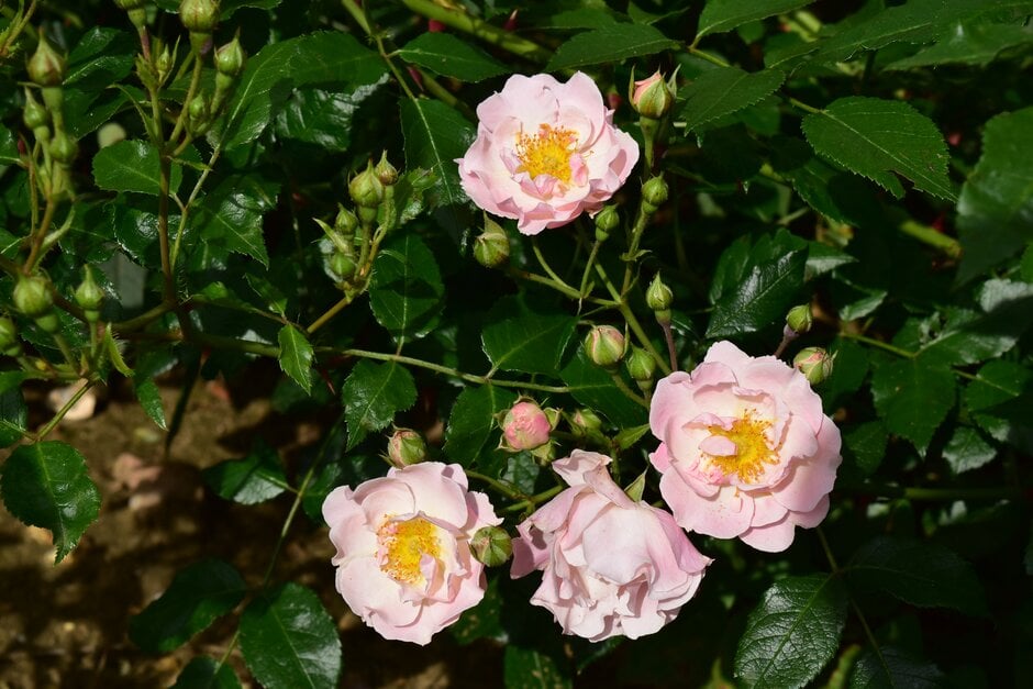 rose [Pink Skyliner]