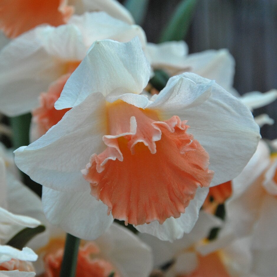daffodil 'Pink Parasol'