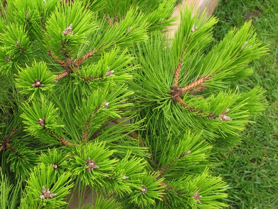 Japanese red pine 'Low Glow'