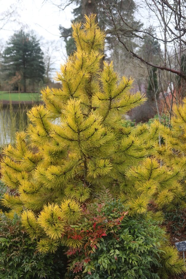 lodgepole pine 'Chief Joseph'