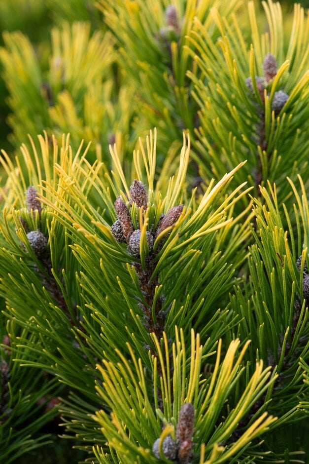 dwarf mountain pine 'Winter Gold'