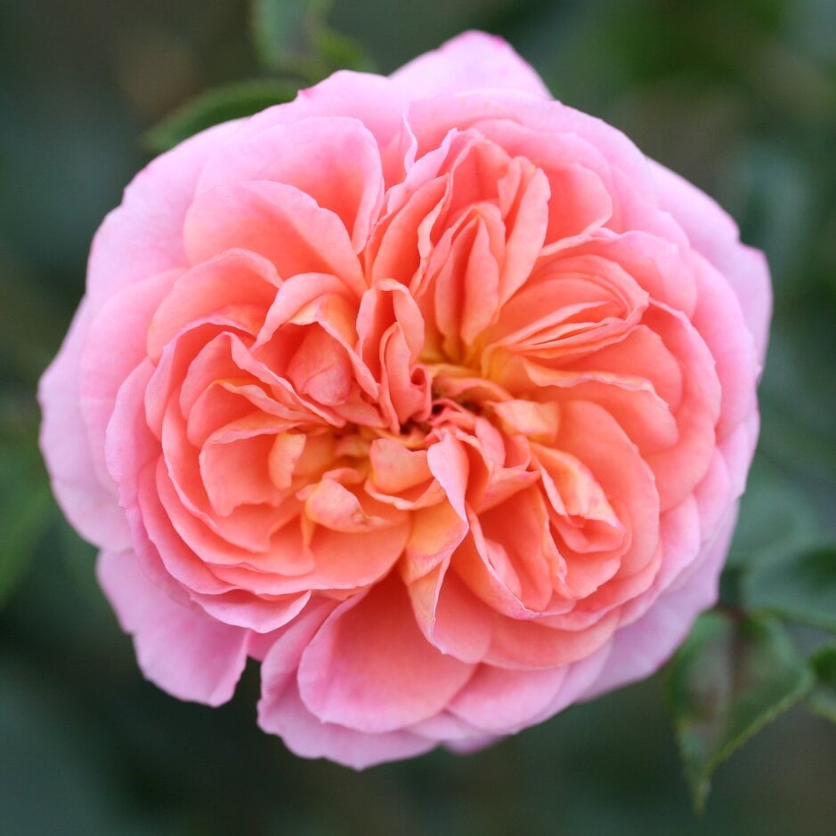 rose [Kristin]