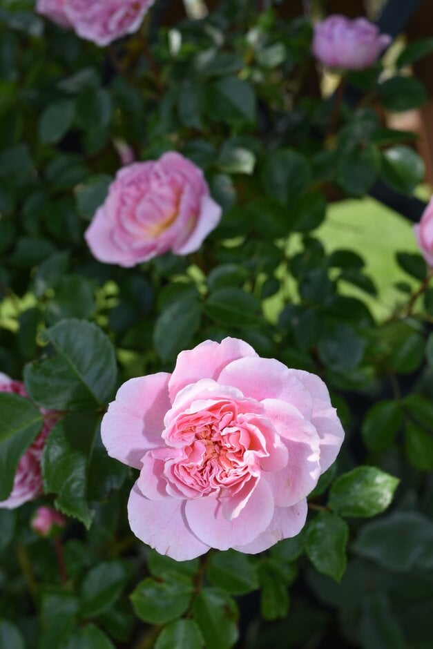 rose [Kristin]