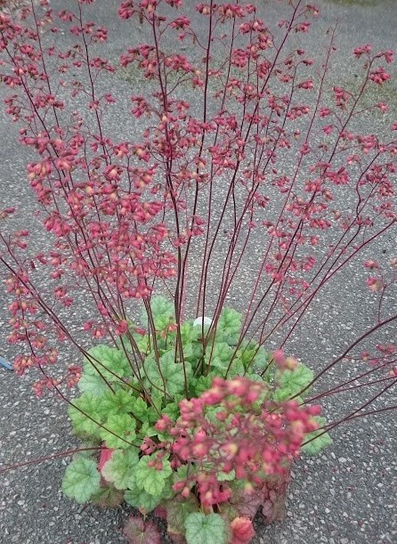 alum root 'Cool Dude'