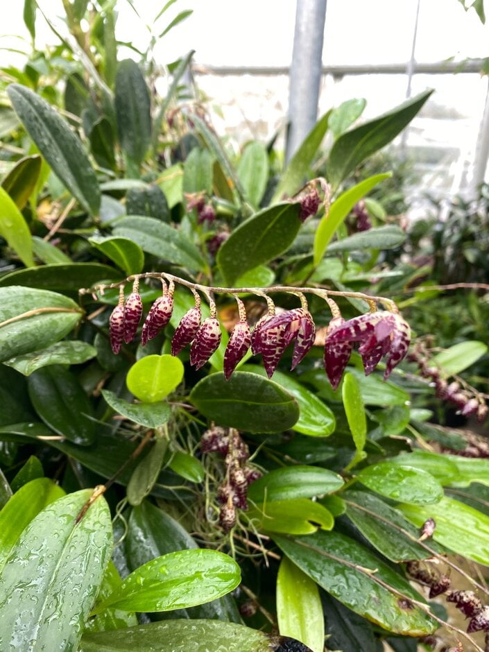 <i>Pleurothallis</i> <i>restrepiodes</i> 'Dragon Stone'