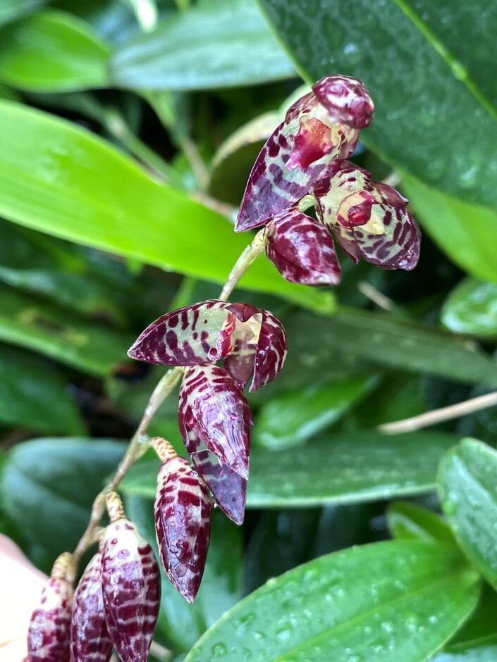 <i>Pleurothallis</i> <i>restrepiodes</i> 'Dragon Stone'