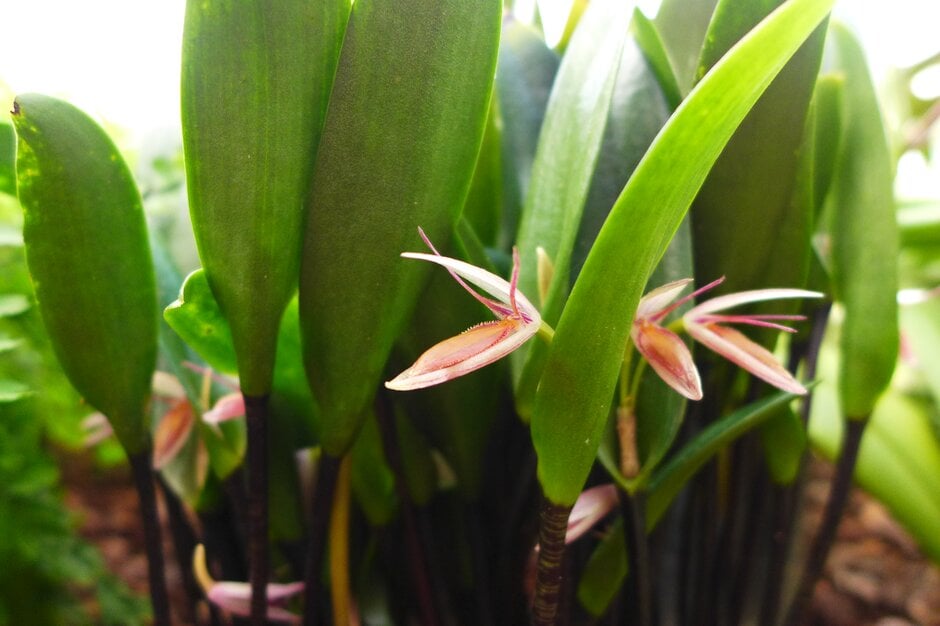 <i>Pleurothallis</i> <i>semirhoda</i>
