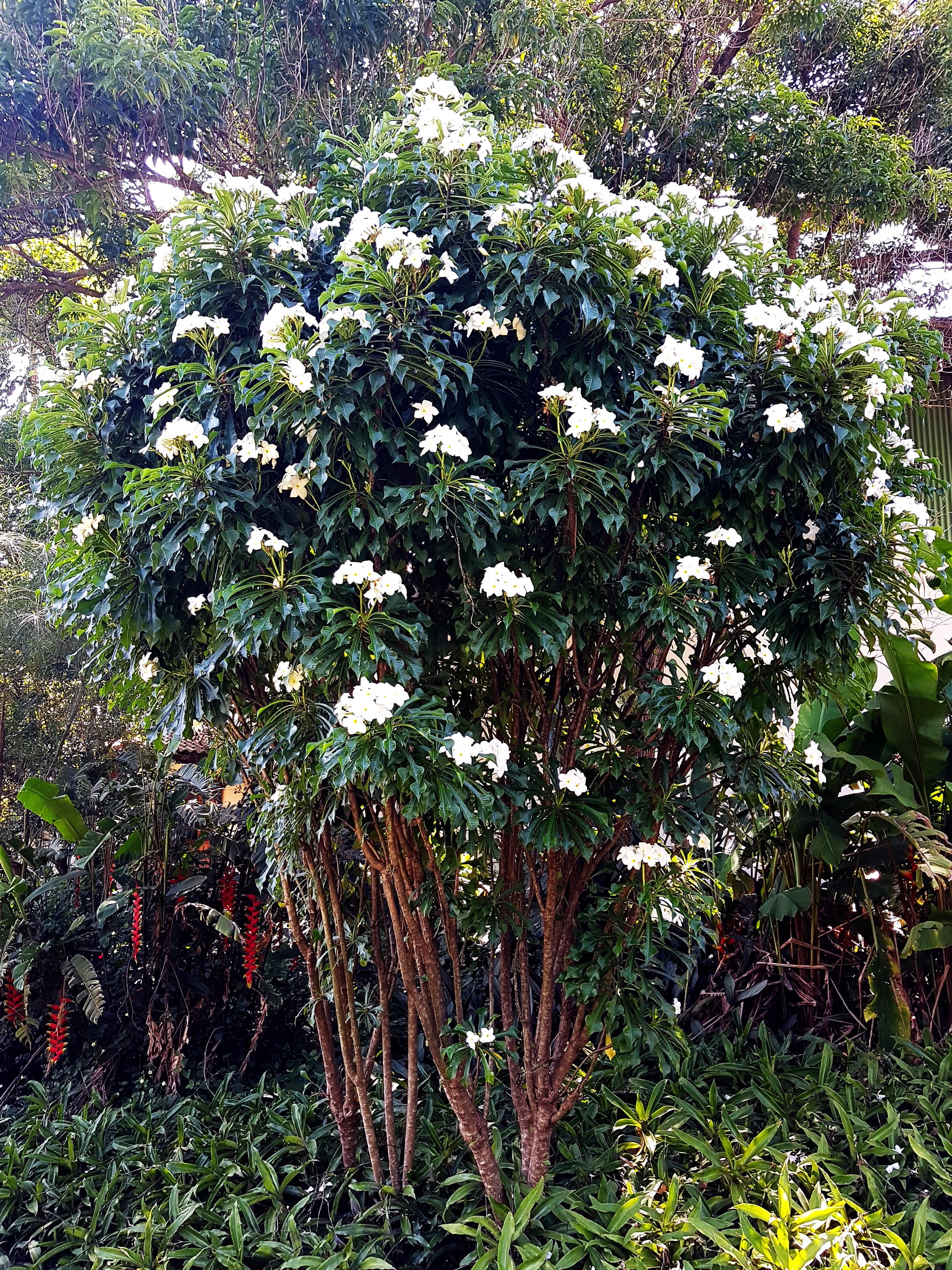 <i>Plumeria</i> <i>pudica</i>