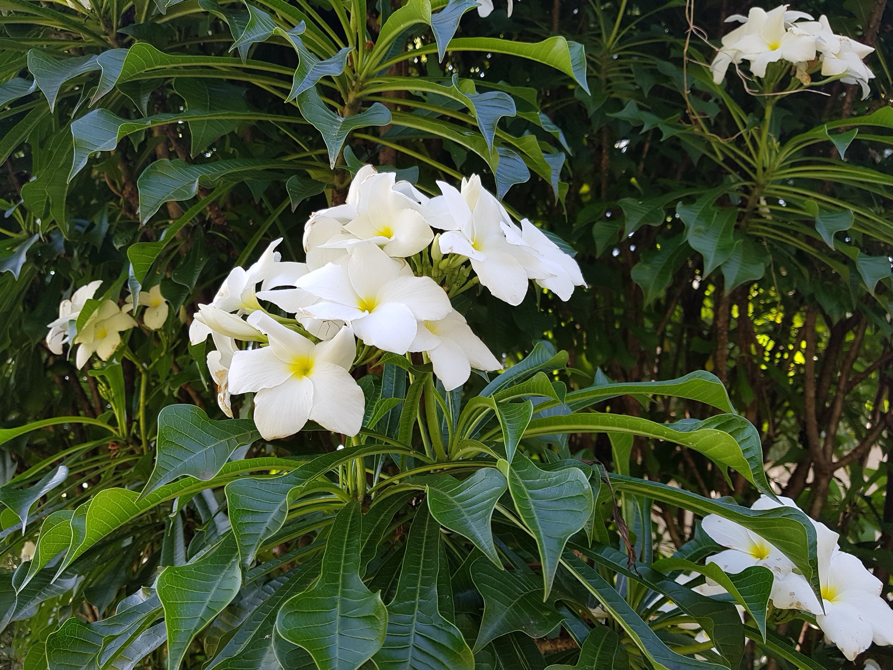 <i>Plumeria</i> <i>pudica</i>