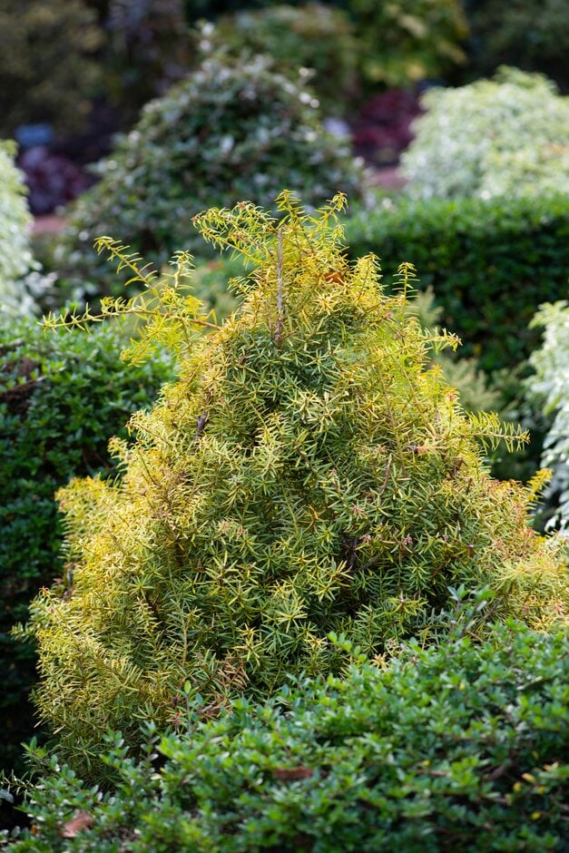 totara 'Aureus'