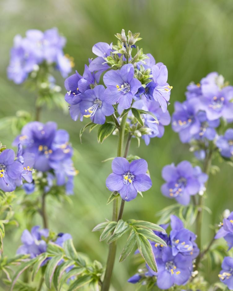 Jacob's ladder 'Kaleidoscope'