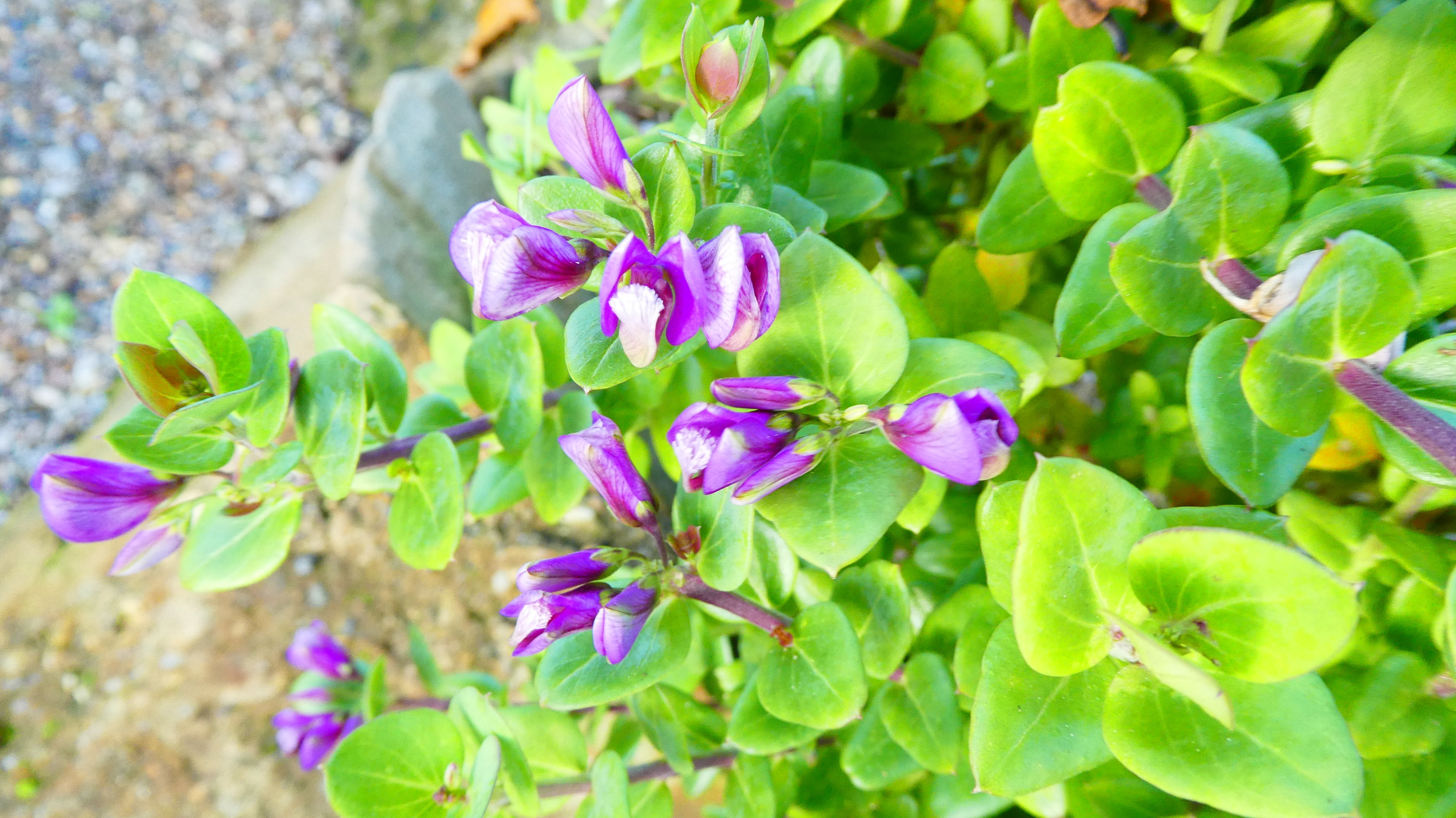 milkwort 'Africana'