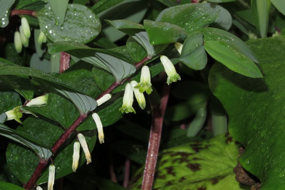 angular Solomon's Seal 'Red Stem'