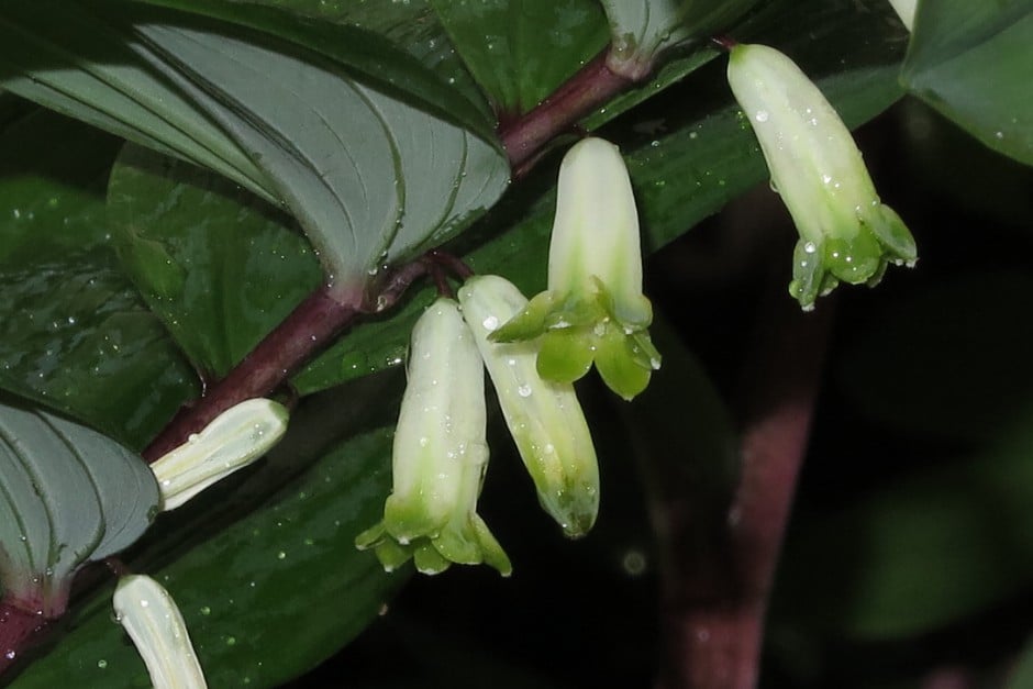 angular Solomon's Seal 'Red Stem'