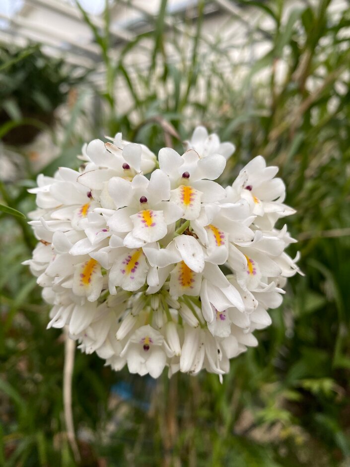 <i>Polystachya</i> <i>neobenthamia</i>