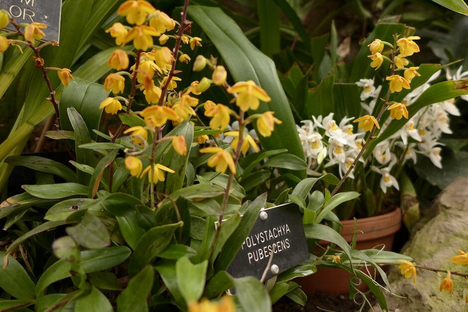 <i>Polystachya</i> <i>pubescens</i>
