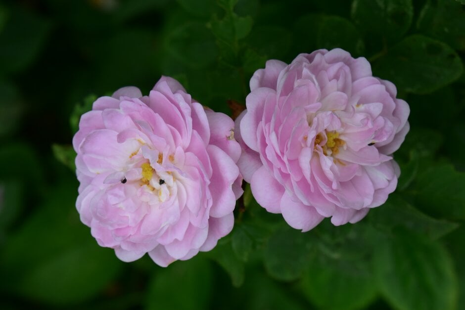rose 'Pompon Blanc Parfait'
