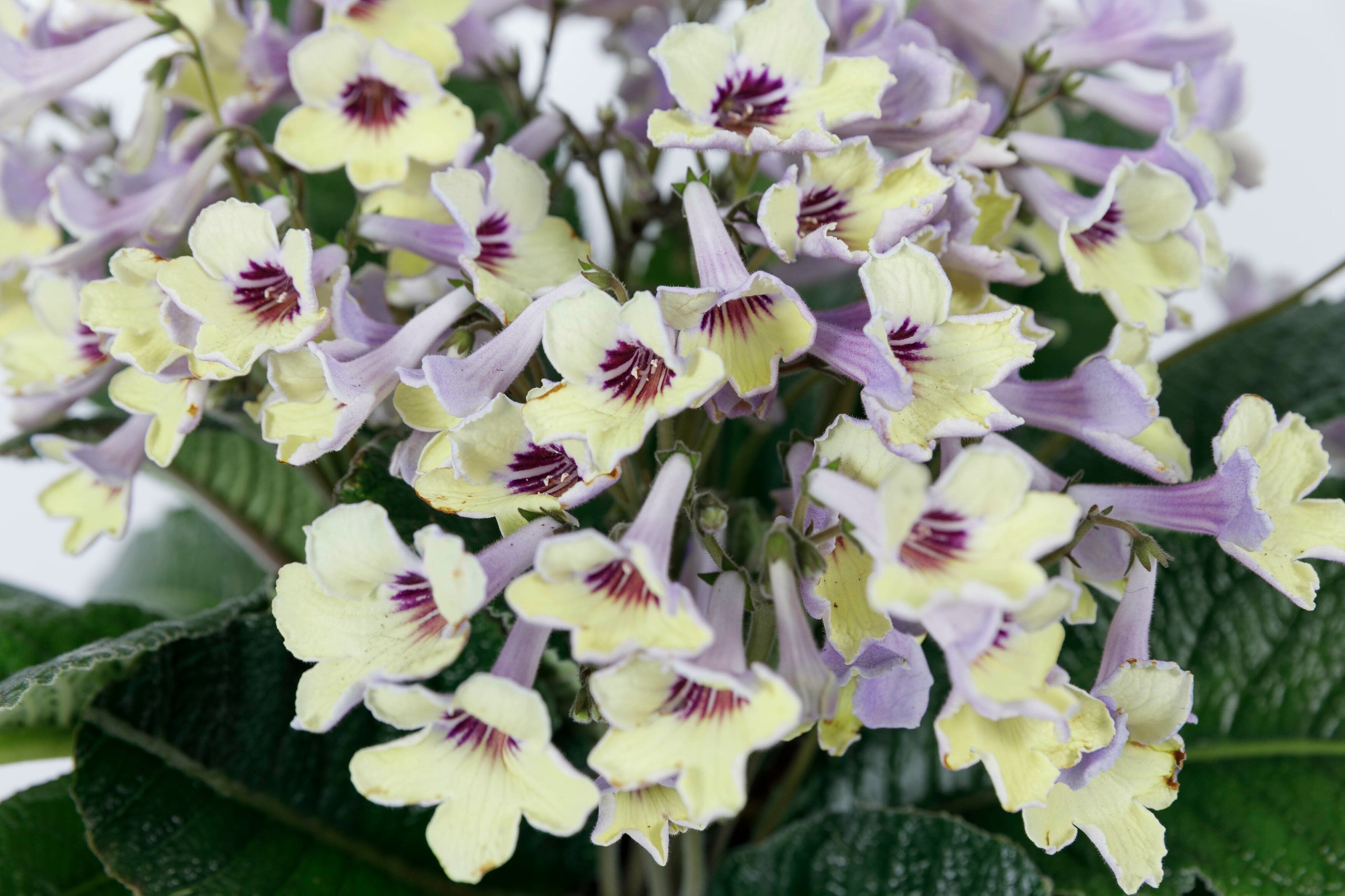 Cape primrose 'Lemon Sorbet'