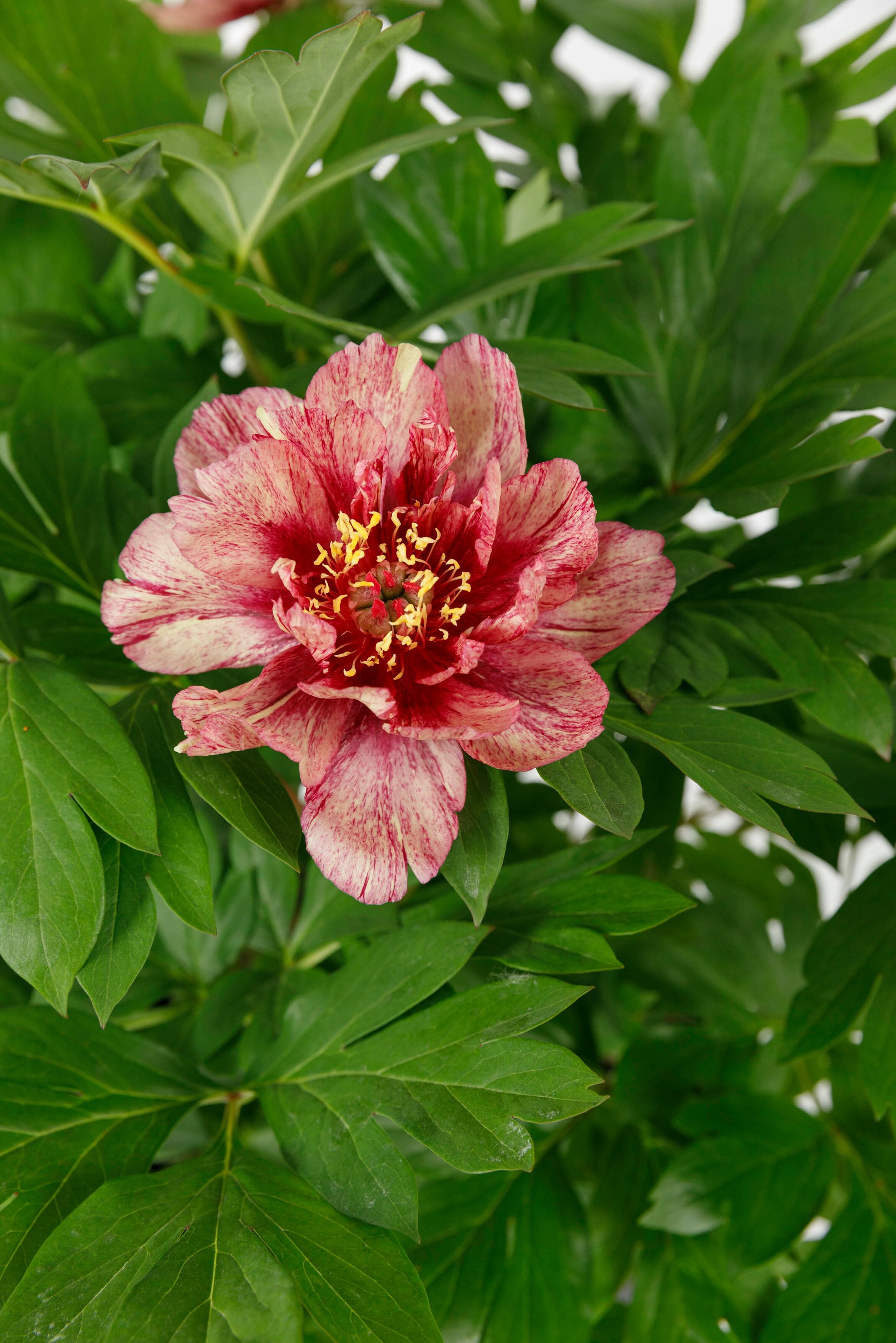 peony 'All That Jazz'