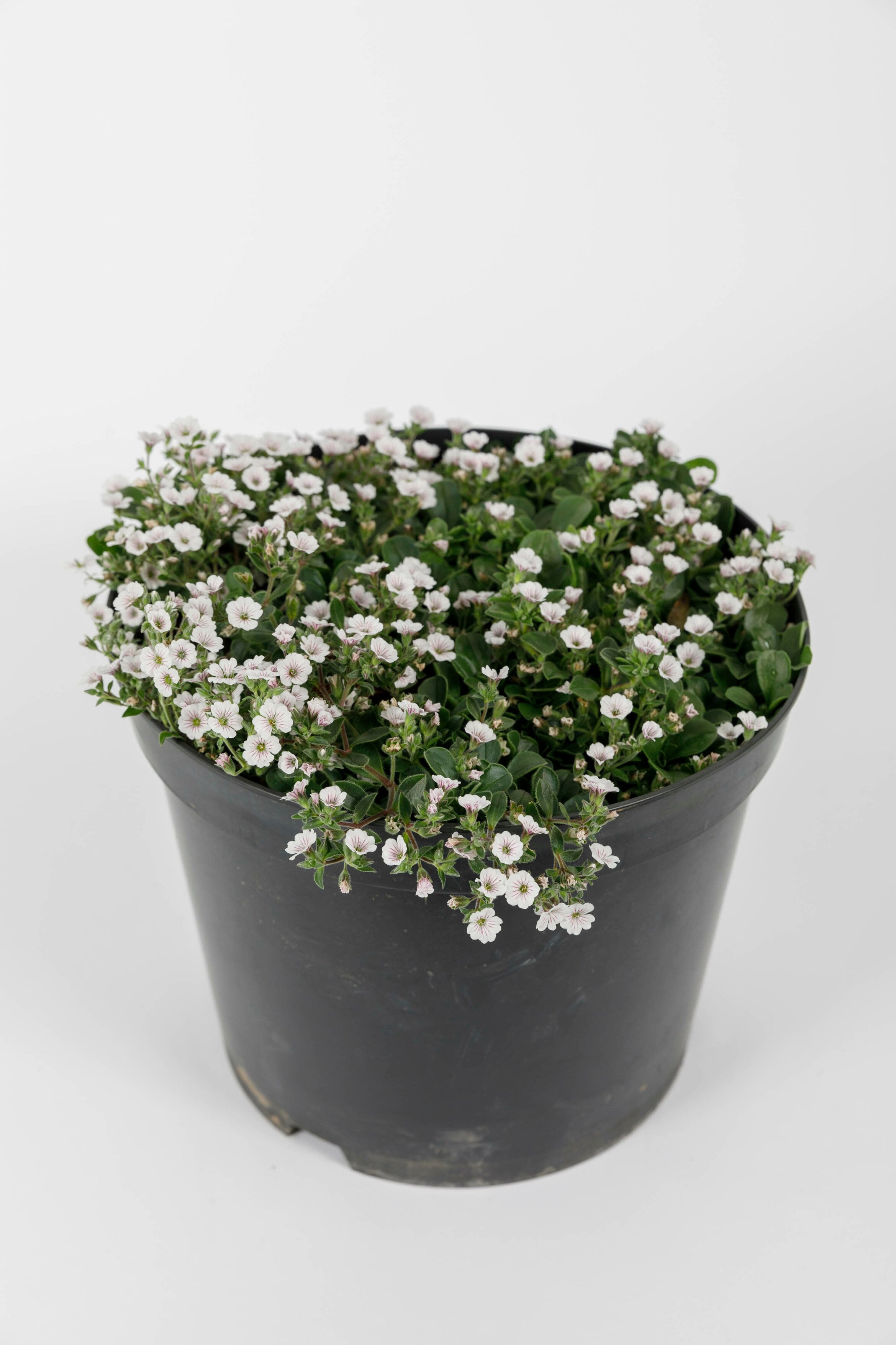 baby's breath [Pretty Maid]