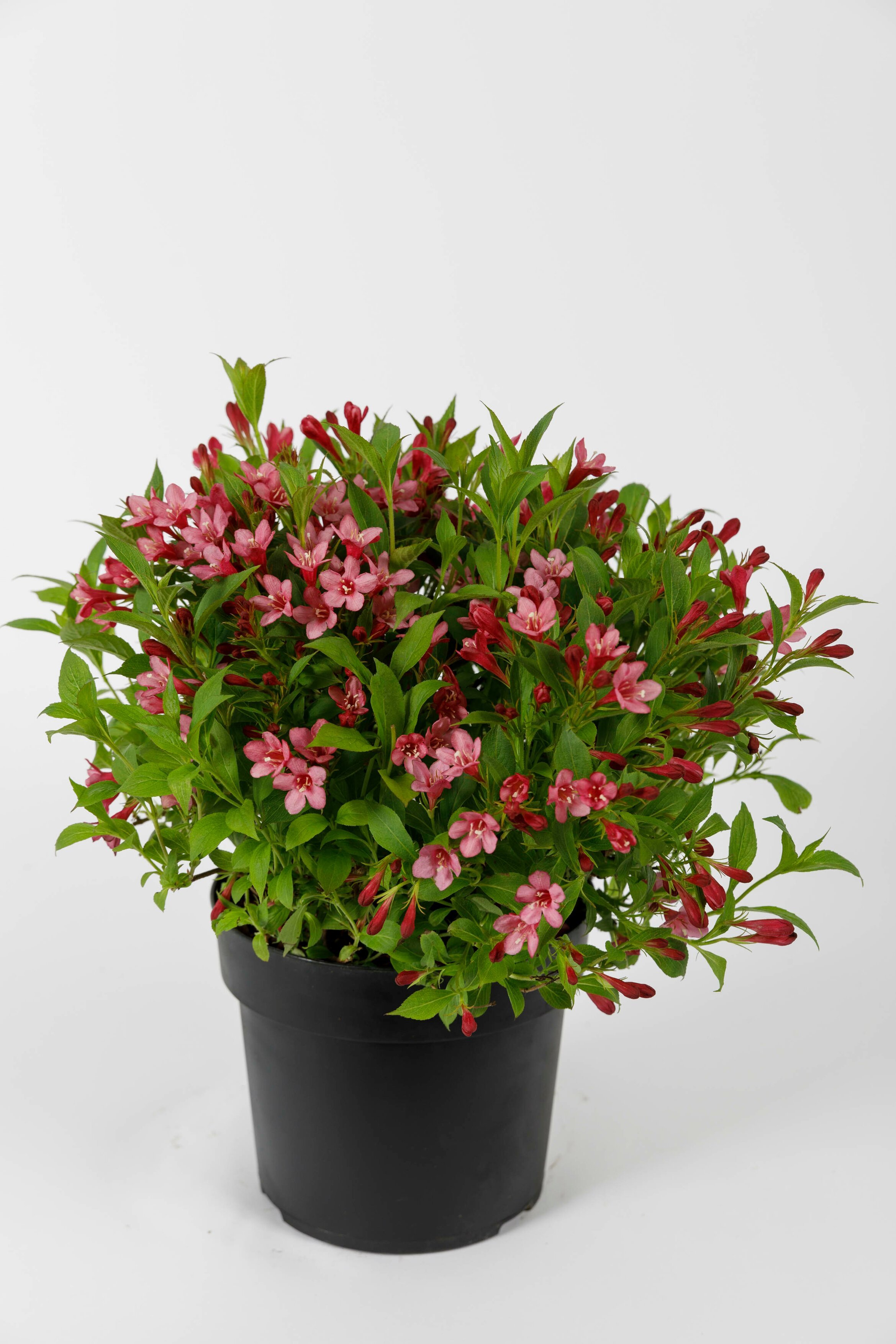 Weigela Picobella Rosa ('Tvp2'PBR) weigela [Picobella Rosa] Shrubs/RHS