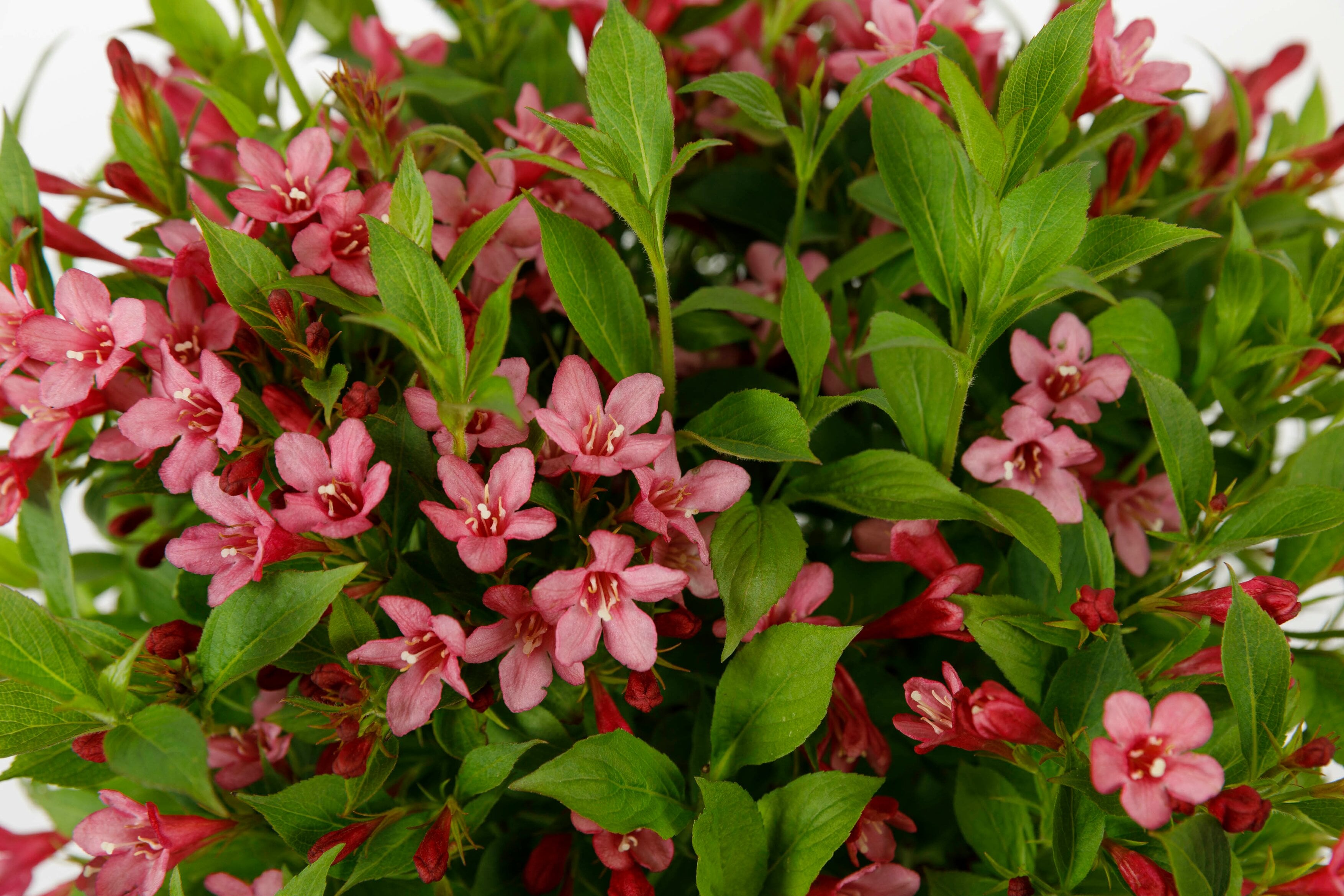weigela [Picobella Rosa]