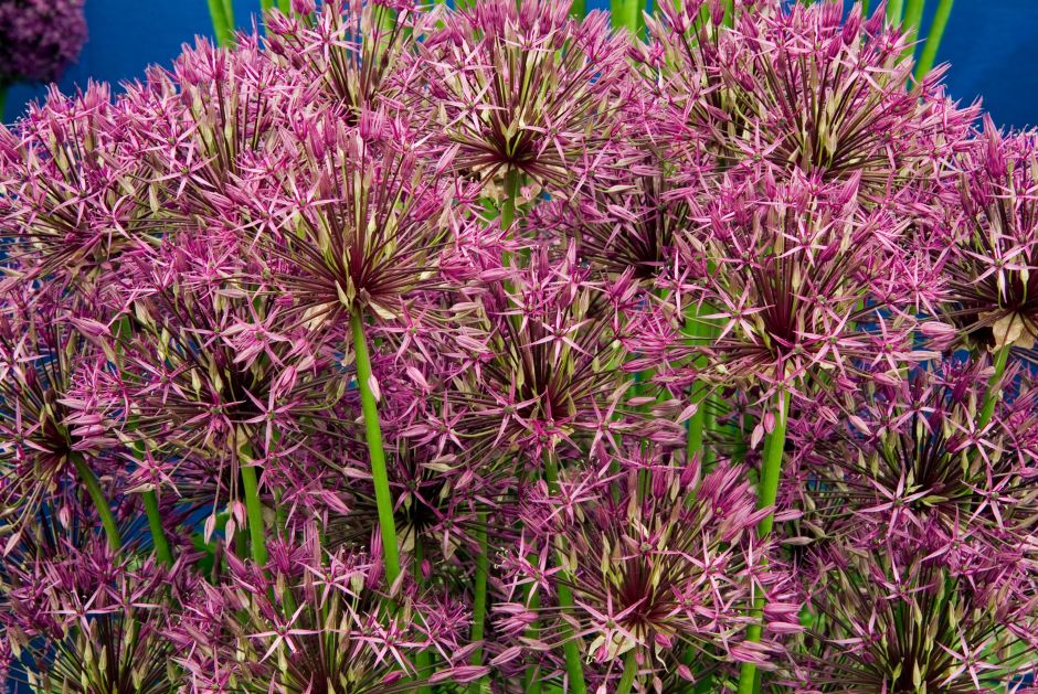 allium 'Purple Rain'