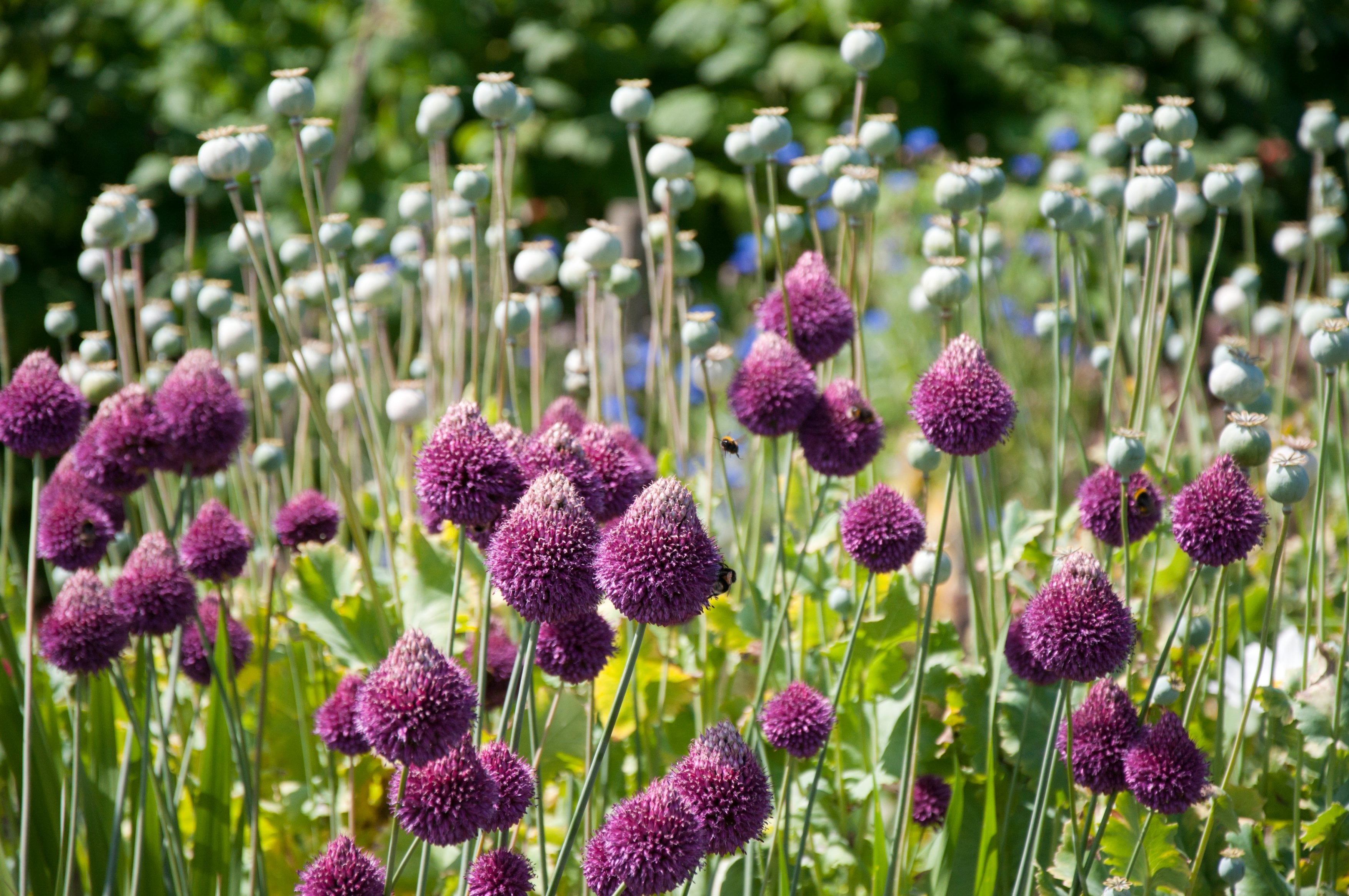 round-headed leek