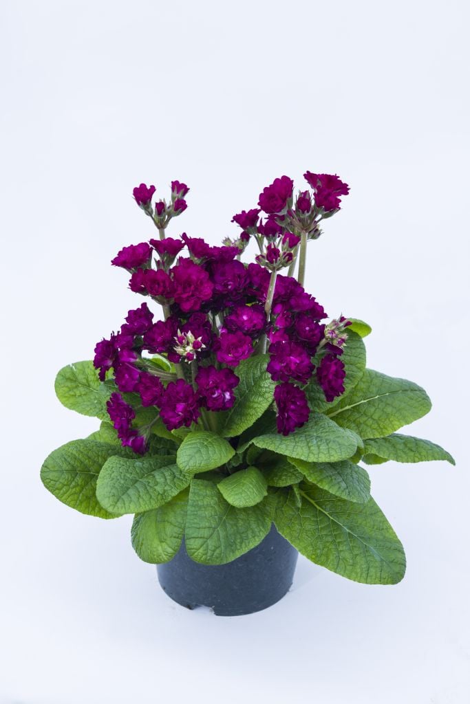 <em>Primula</em> <span style="font-variant: small-caps;">Pretty Polly! Burgundy</span> ('Pretty Polly Burgundy') (Pretty Polly! Series) (Pr/Poly/d)
