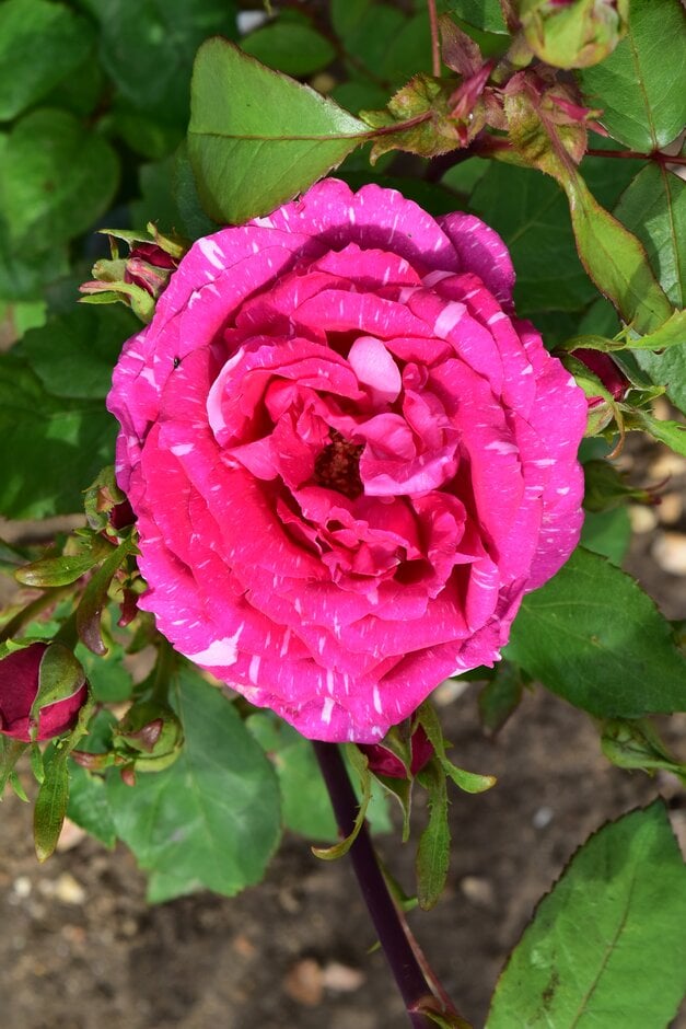 rose 'Pride of Reigate'