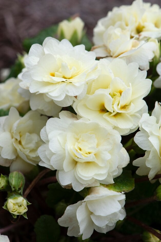 primrose [Belarina Cream]