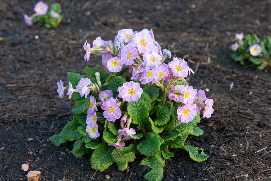 primrose 'Avondale'