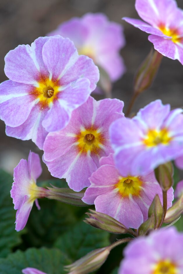 primrose 'Avondale'