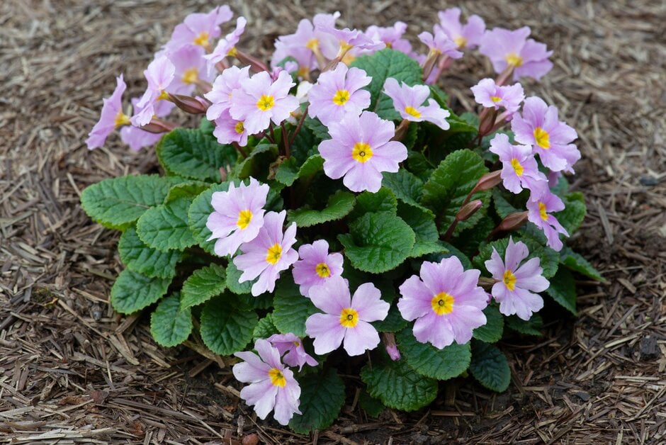 primrose 'Iris Mainwaring'