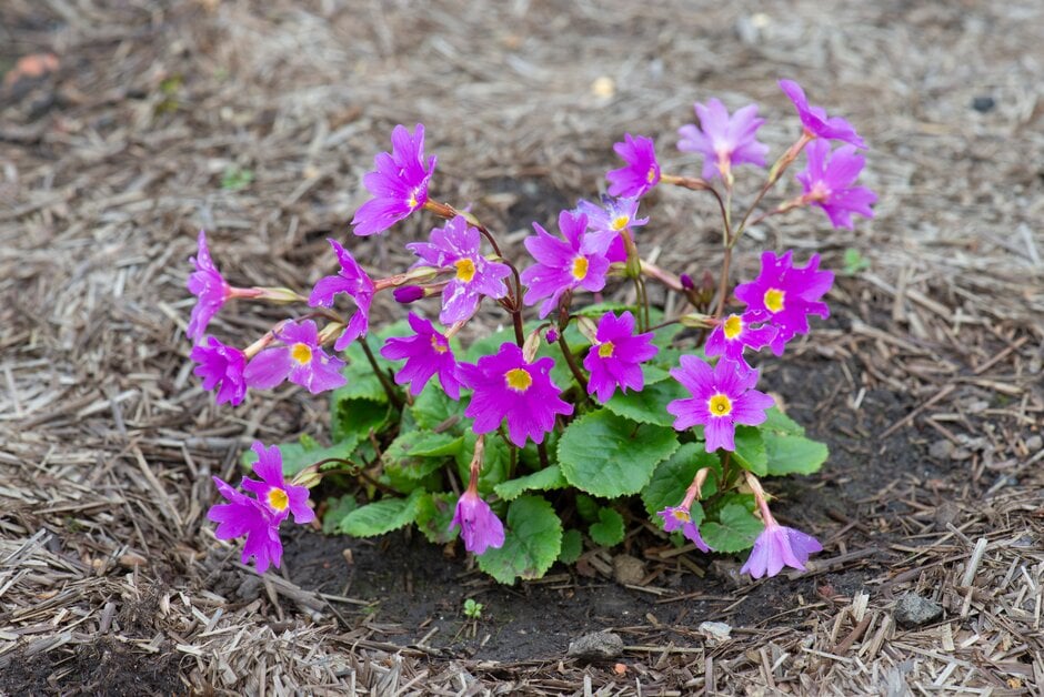 primula 'John Fielding'