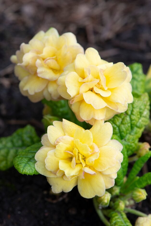 <em>Primula</em> 'Sunshine Susie' (Pr/Prim/d)