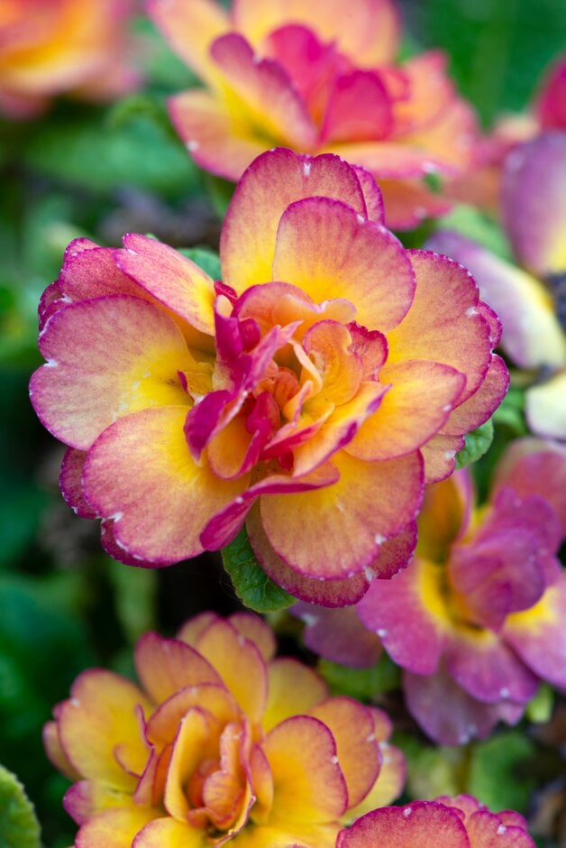 primrose [Belarina Nectarine]
