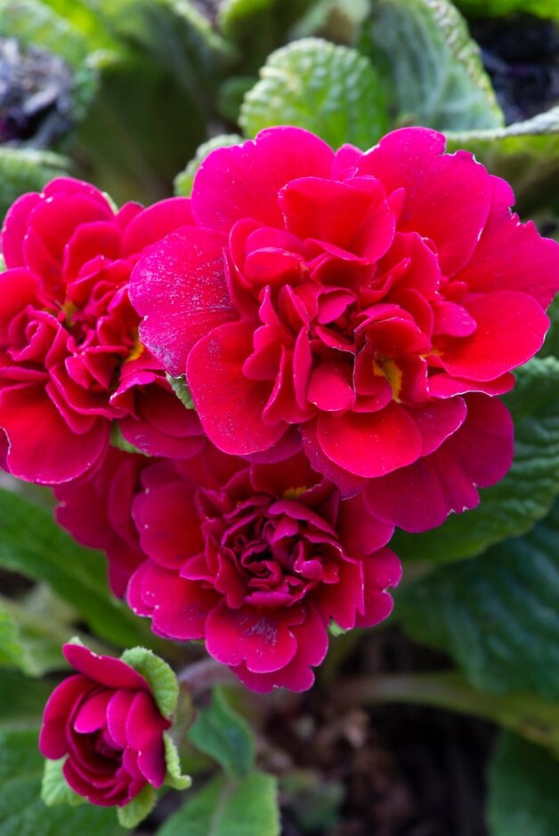 primrose [Prima Belarina Carmen]