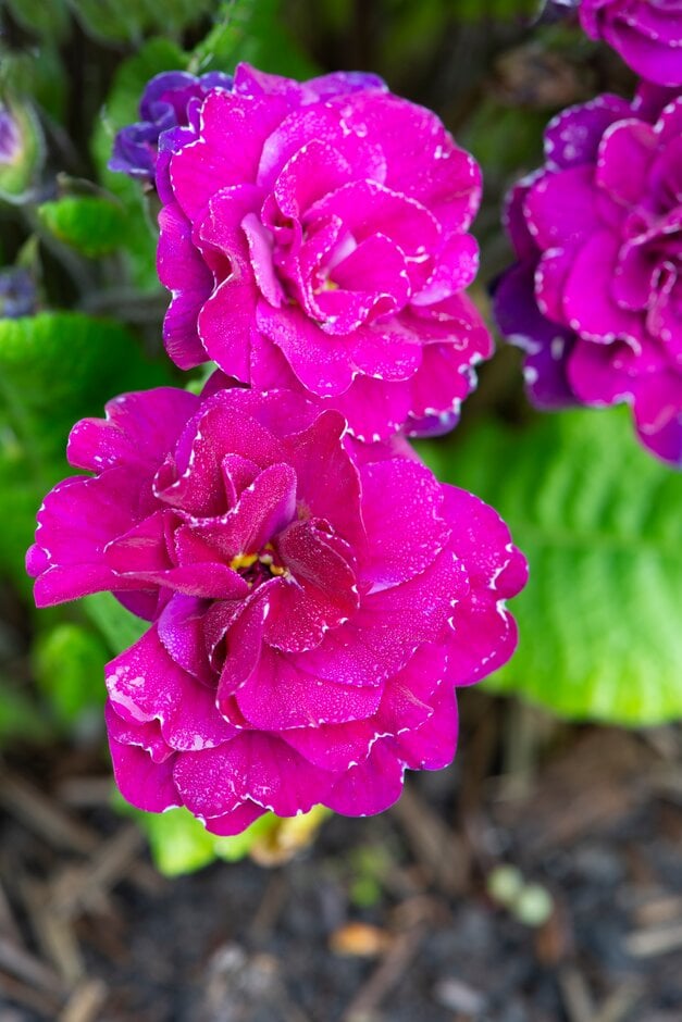 primrose [Belarina Champagne Ruby]