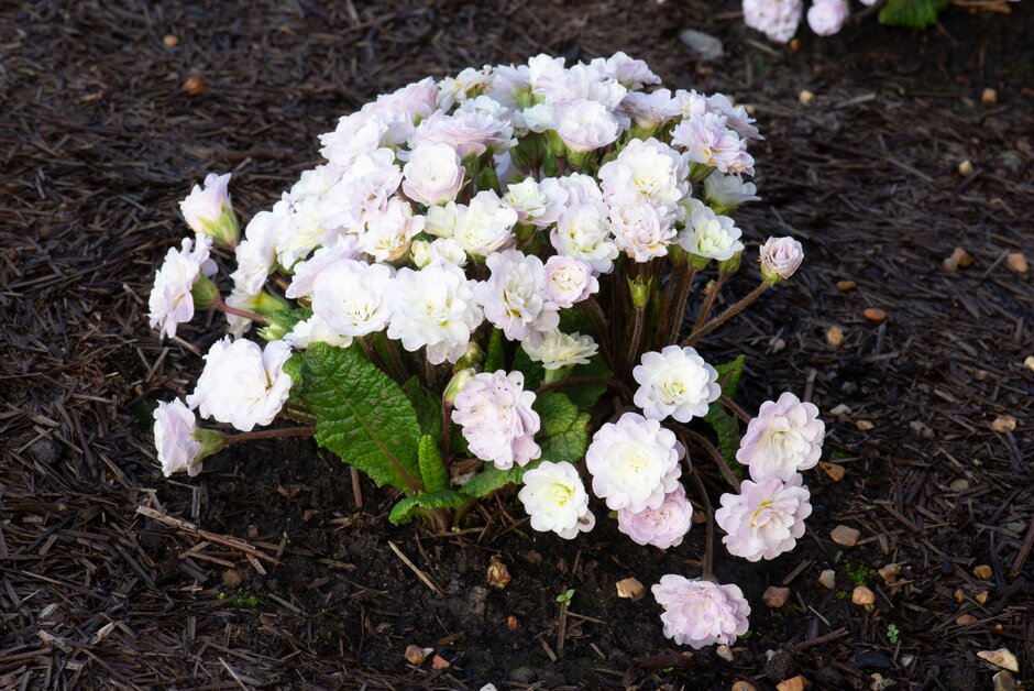 primrose [Belarina Pink Ice]