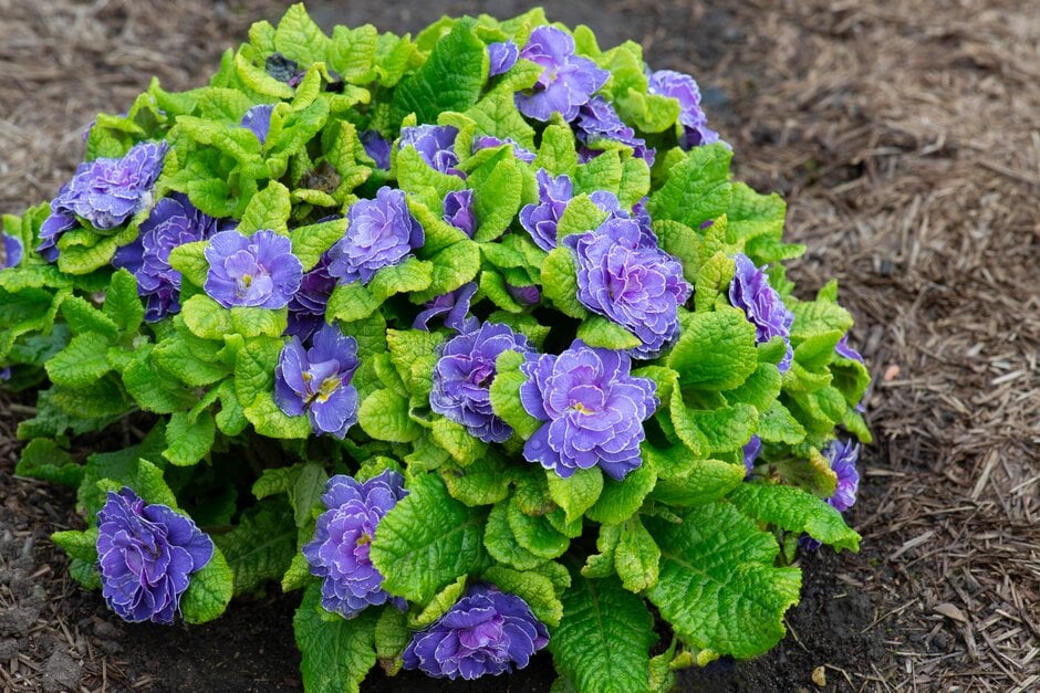 primrose [Belarina Amethyst Ice]
