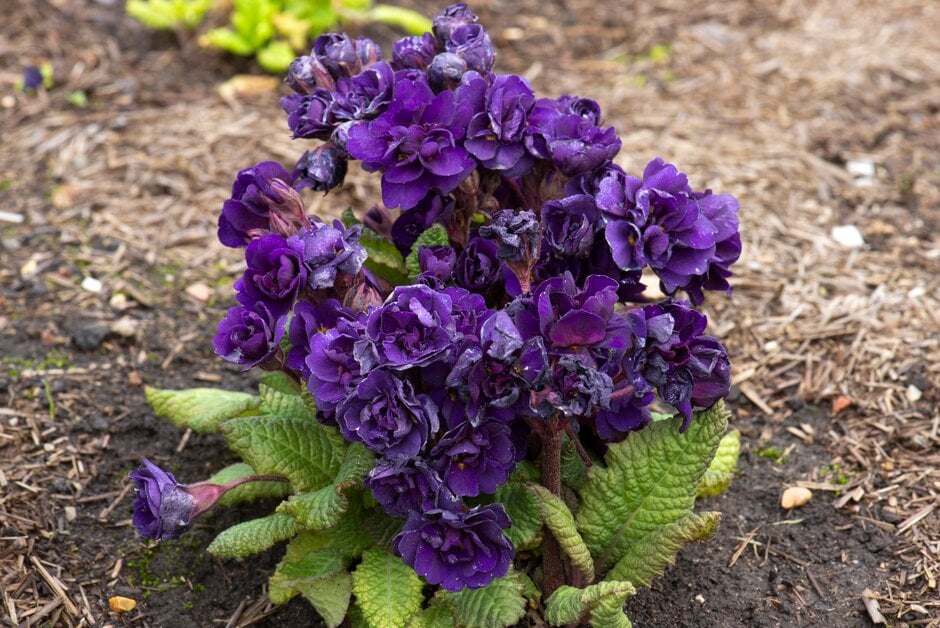 primrose 'Strong Beer'