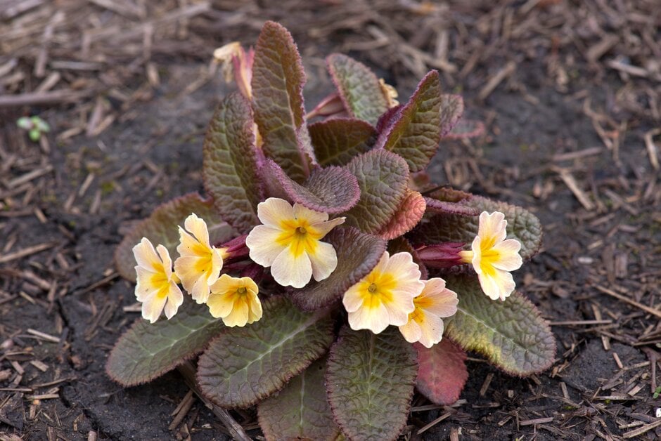 primrose 'Claddagh'