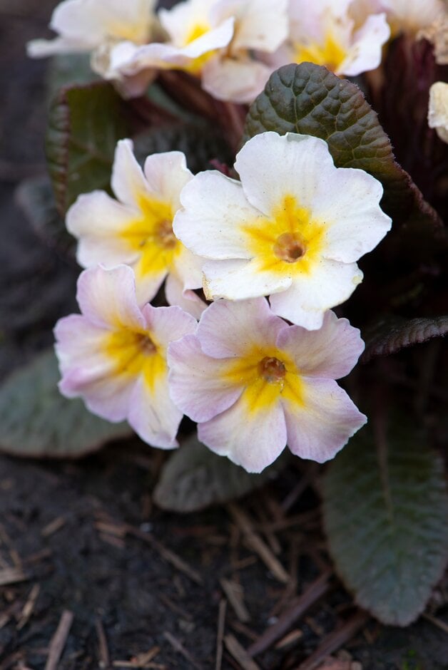primrose 'Dunbeg'