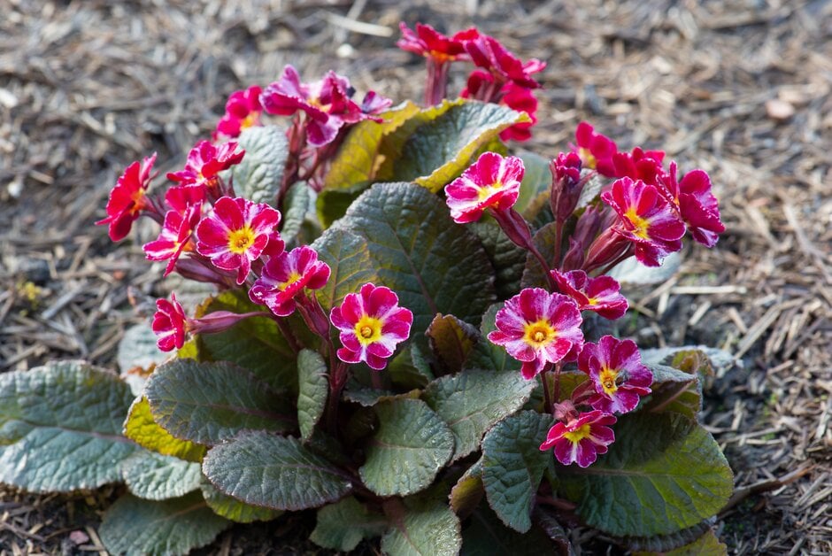 polyanthus 'Dark Rosaleen'
